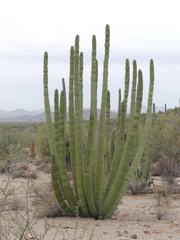 Stenocereus thurberi