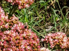 Megachile rotundata