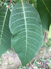 Euphorbia pulcherrima