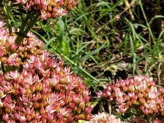 Megachile rotundata