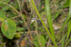 Eusynthemis nigra