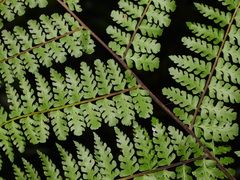 Dennstaedtia obtusifolia