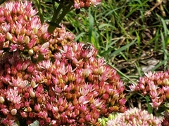 Megachile rotundata