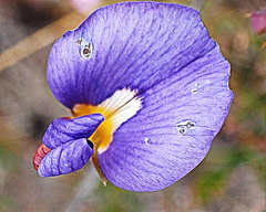 Lotononis filiformis