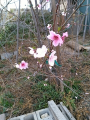 Prunus persica nucipersica