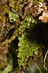 Hymenophyllaceae
