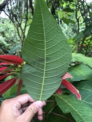 Euphorbia pulcherrima