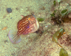 Brachaluteres jacksonianus