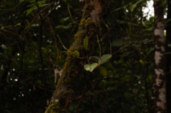 Peperomia obtusifolia