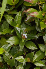 Spermacoce alata