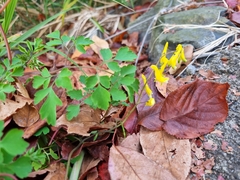 Corydalis