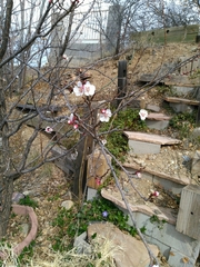 Prunus persica nucipersica