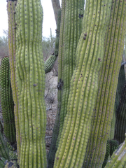 Stenocereus thurberi