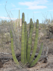 Stenocereus thurberi