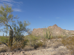 Stenocereus thurberi