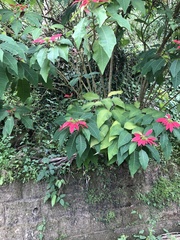 Euphorbia pulcherrima