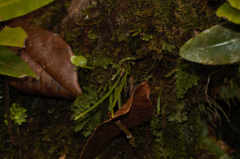 Cochlidium linearifolium