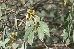 Eucalyptus stellulata