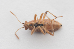 Rhopalus parumpunctatus