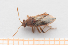 Rhopalus parumpunctatus