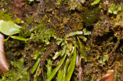 Cochlidium serrulatum