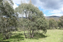 Eucalyptus stellulata