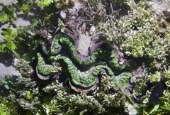Tridacna squamosa