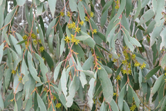 Eucalyptus stellulata