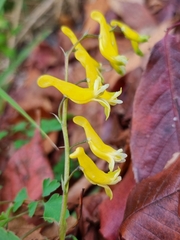 Corydalis