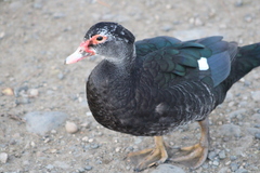 Cairina moschata domestica
