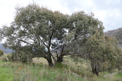 Eucalyptus stellulata