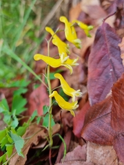 Corydalis