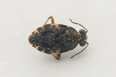 Saldula c-album