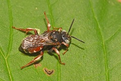 Epeoloides coecutiens