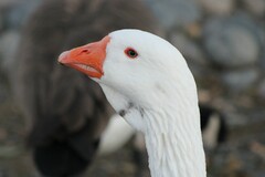 Anser anser domesticus × anser cygnoides domesticus