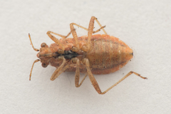 Rhopalus parumpunctatus