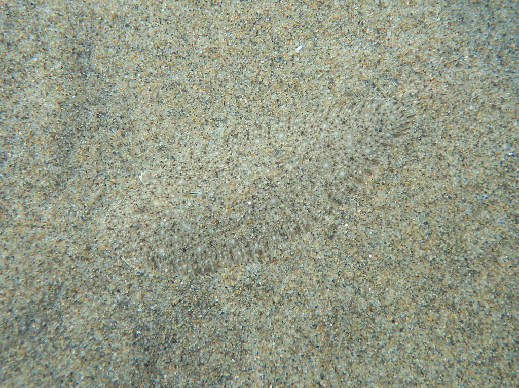 Sand Sole