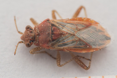 Rhopalus parumpunctatus