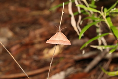 Epidesmia chilonaria