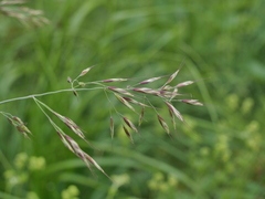 Helictochloa