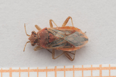 Rhopalus parumpunctatus