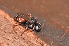 Epeoloides coecutiens