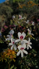 Pelargonium echinatum