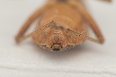 Rhopalus parumpunctatus