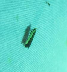 Dichomeris serrativittella