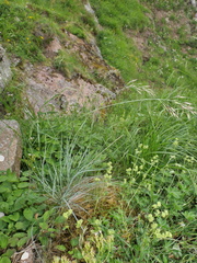 Helictochloa