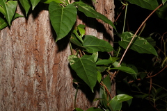 Leichhardtia rostrata
