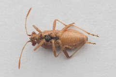 Rhopalus parumpunctatus