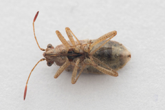 Rhopalus parumpunctatus