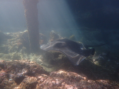 Bathytoshia brevicaudata